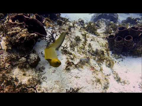 Cozumel Drift Dive with Eel (edited version)